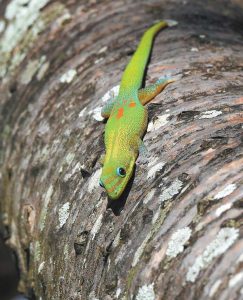 Gecko looking for his next snack